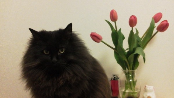 f:id:mars_and_moo:20110323123325j:image f:id:mars_and_moo:20110323123325j:image