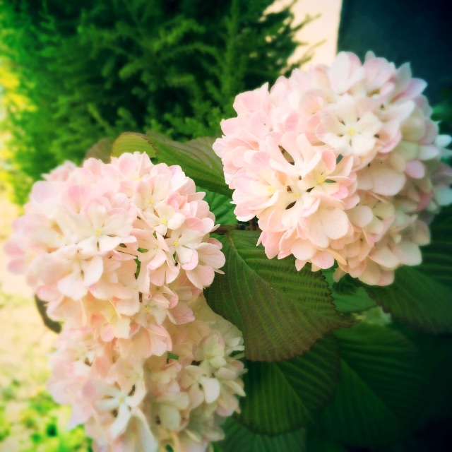 f:id:marshmaro:20150425233908j:image f:id:marshmaro:20150425233908j:image