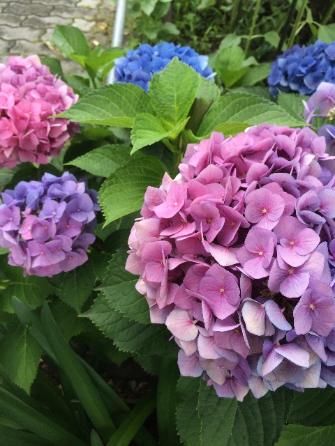 f:id:marshmaro:20150704124830j:image f:id:marshmaro:20150704124830j:image