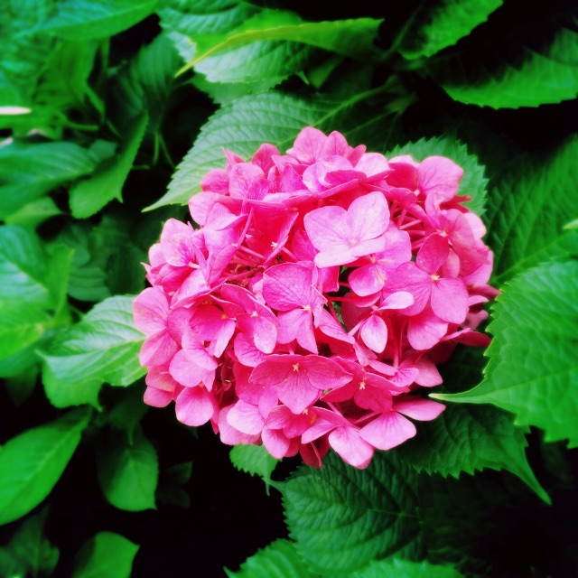 f:id:marshmaro:20150706125513j:image f:id:marshmaro:20150706125513j:image