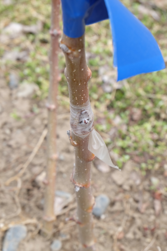 f:id:maruchan_seisan:20160323130511j:plain