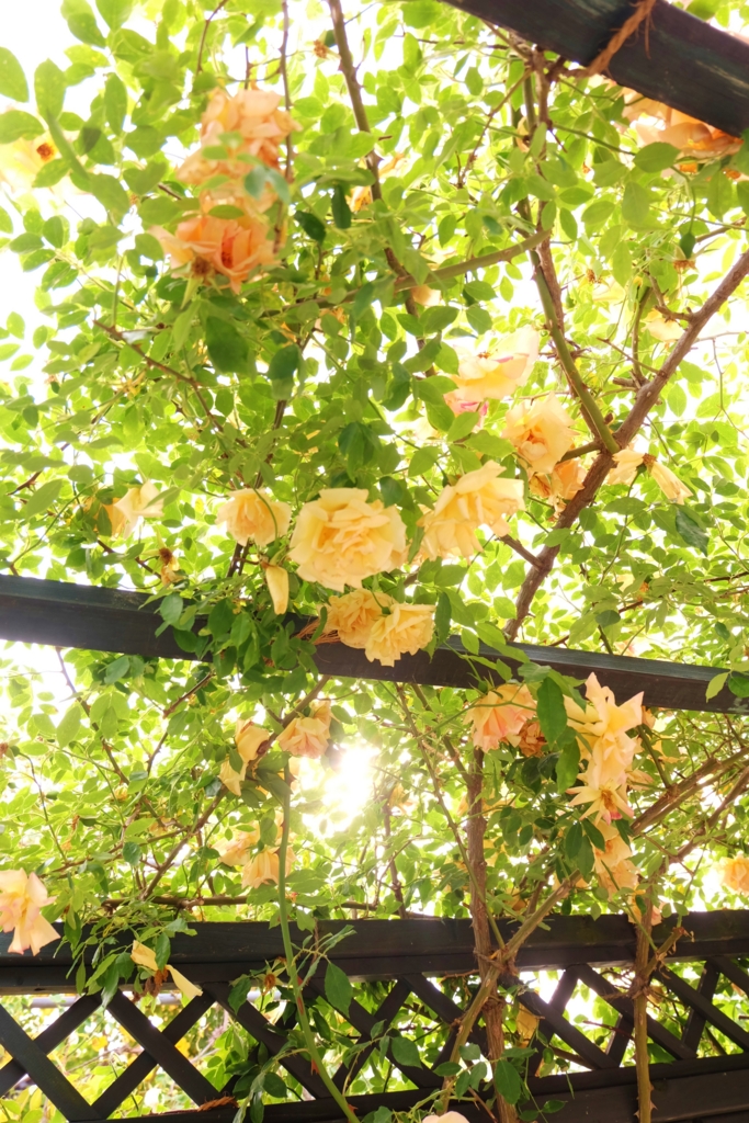 f:id:maruchan_seisan:20160528163443j:plain