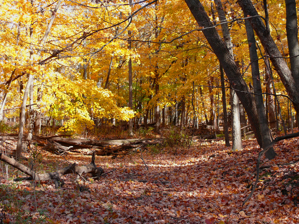 f:id:maruyamana:20071103130254j:image f:id:maruyamana:20071103130254j:image