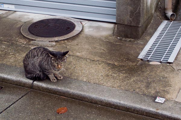 f:id:masa-m:20131113233744j:plain:w300:right f:id:masa-m:20131113233744j:plain:w300:right