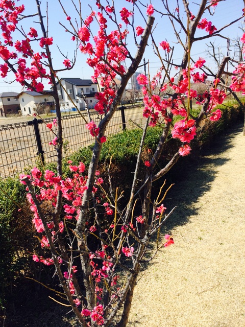 f:id:masa1751:20150312174651j:plain f:id:masa1751:20150312174651j:plain
