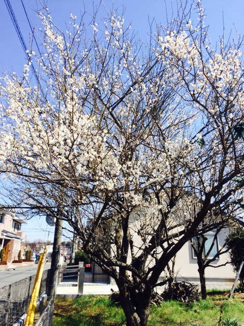 f:id:masa1751:20150312174855j:plain f:id:masa1751:20150312174855j:plain