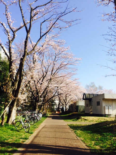 f:id:masa1751:20150331192554j:plain f:id:masa1751:20150331192554j:plain