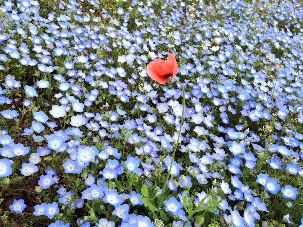 f:id:masa1751:20160428225754j:image f:id:masa1751:20160428225754j:image