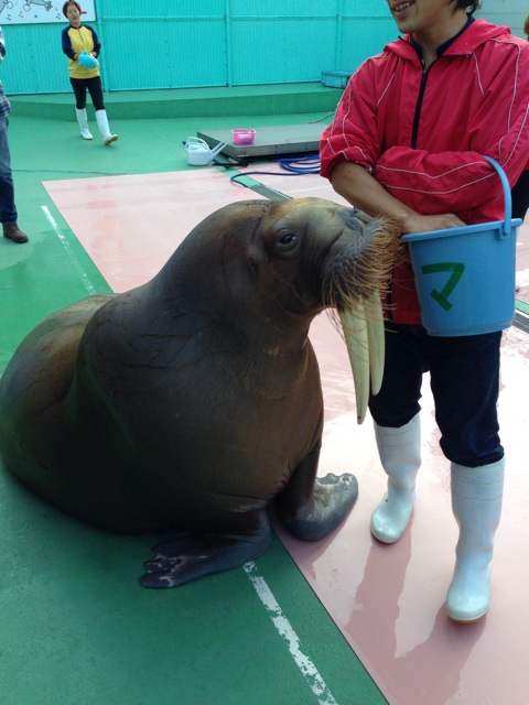 f:id:masaemon2:20131109213700j:plain f:id:masaemon2:20131109213700j:plain