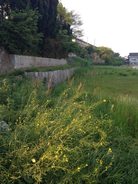 f:id:masaemon2:20140502213743j:plain f:id:masaemon2:20140502213743j:plain