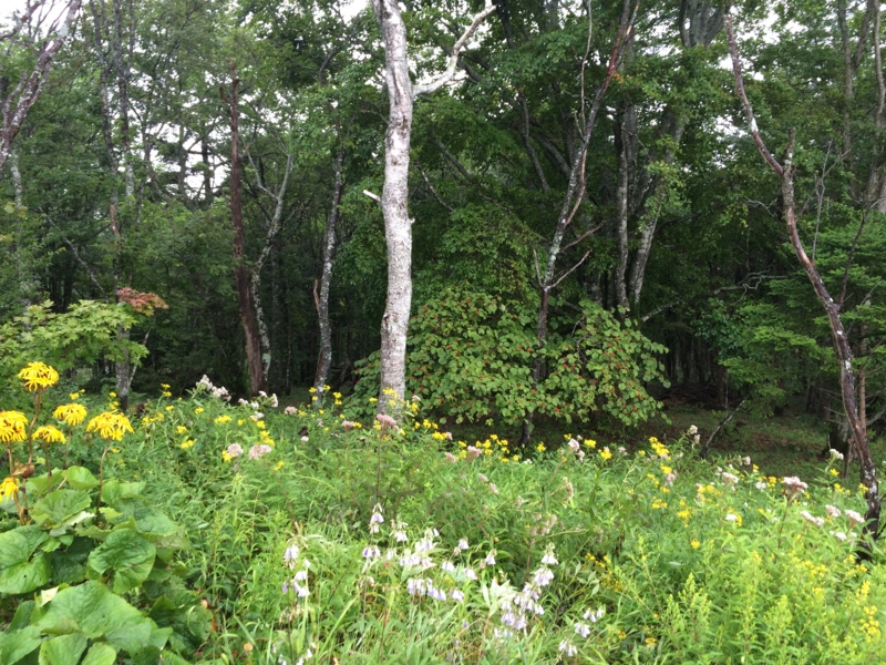 f:id:masahito0989:20140814091309j:plain