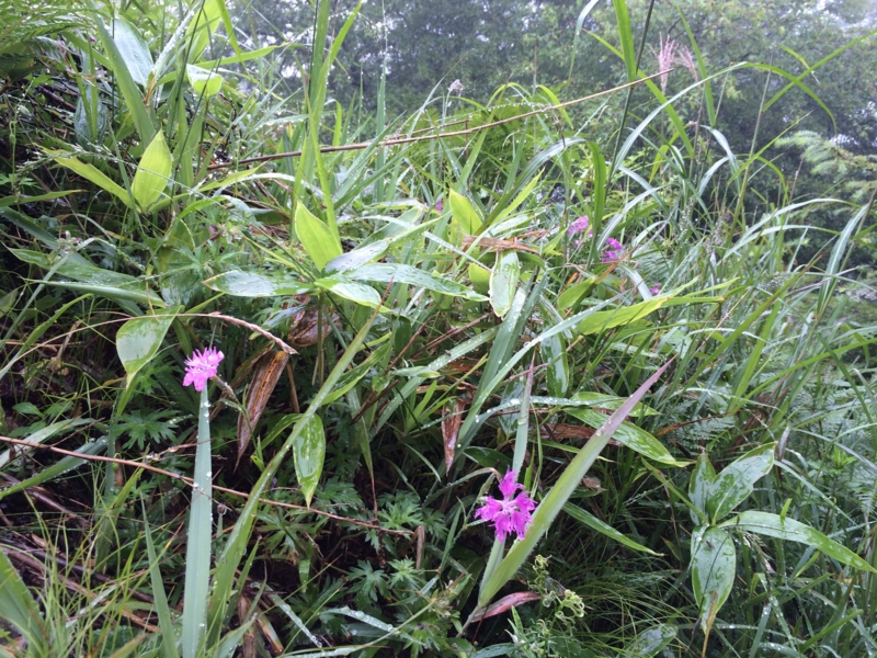 f:id:masahito0989:20140814102908j:plain