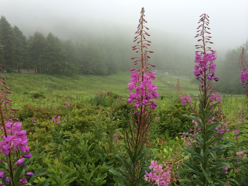 f:id:masahito0989:20140814104510j:plain