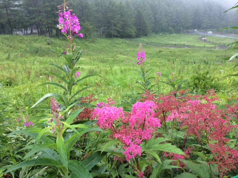 f:id:masahito0989:20140814104713j:plain