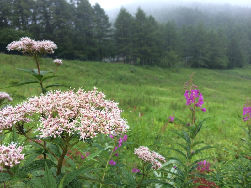 f:id:masahito0989:20140814104720j:plain