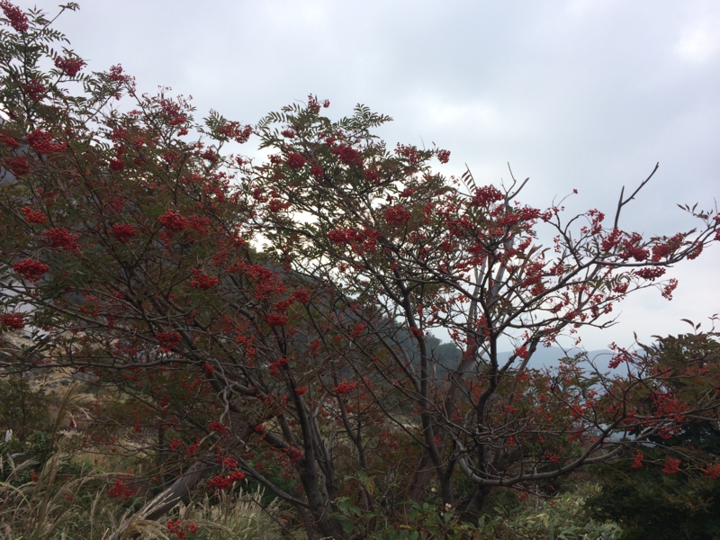 f:id:masahito0989:20141012143022j:plain