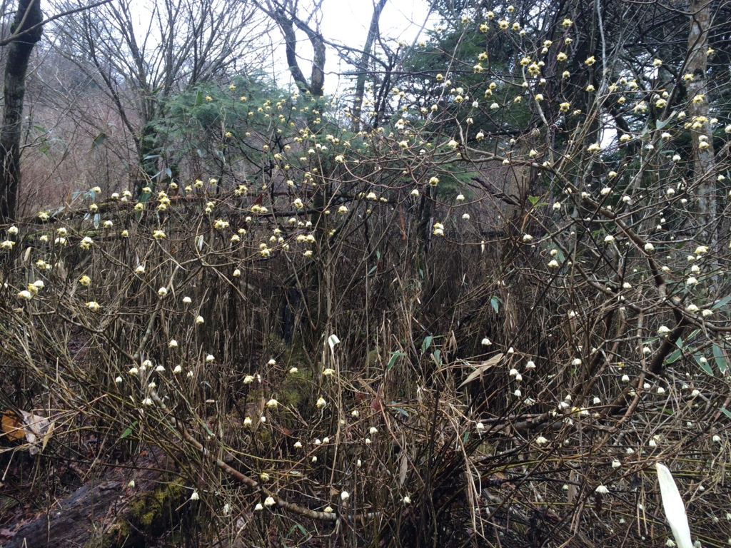 f:id:masahito0989:20160321095039j:plain