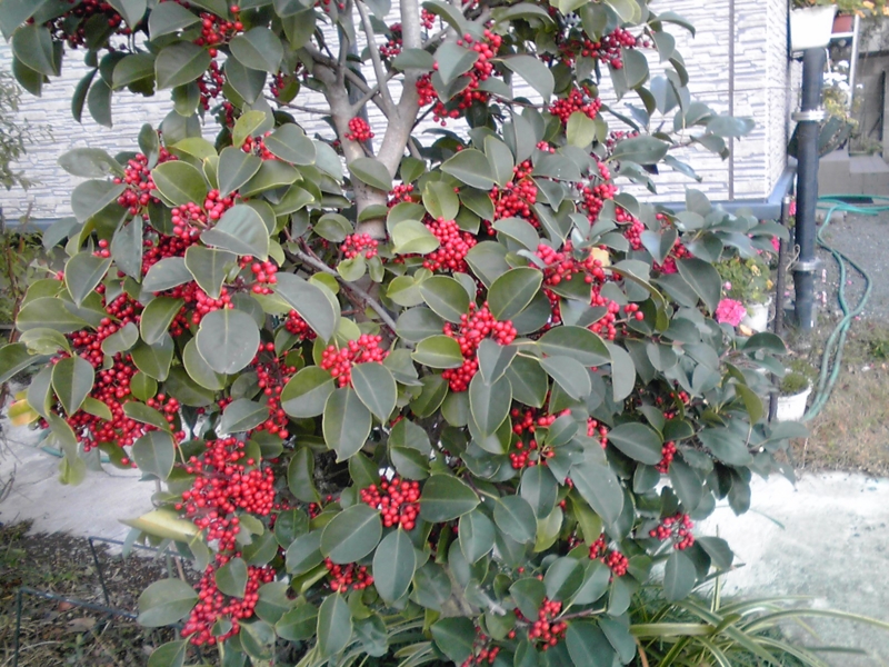 f:id:masakatu19219:20111204065215j:plain f:id:masakatu19219:20111204065215j:plain