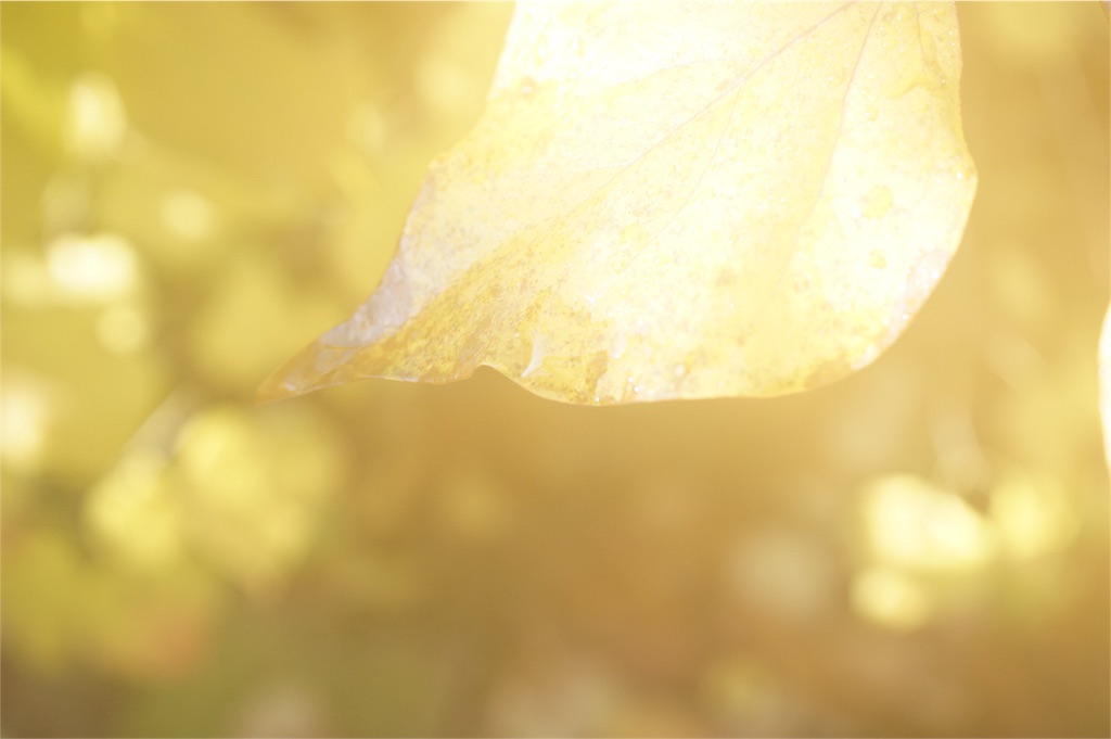 f:id:masamin0104:20151109170048j:image f:id:masamin0104:20151109170048j:image