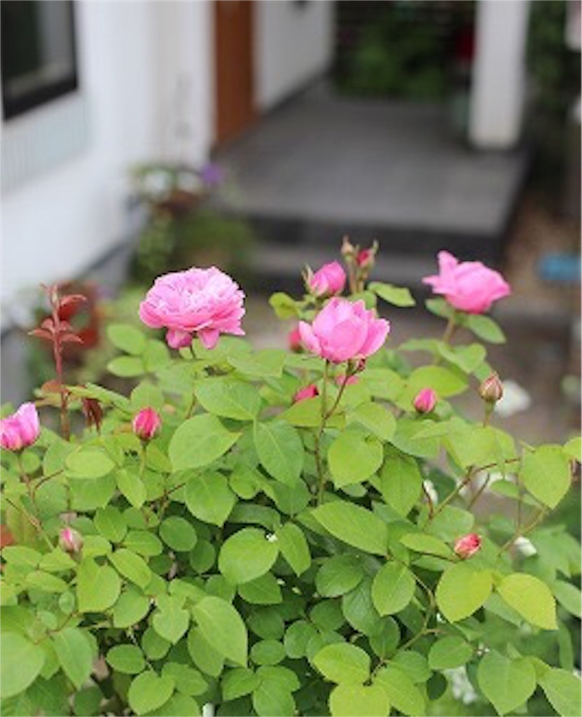 f:id:masamin0104:20160505131311j:image f:id:masamin0104:20160505131311j:image