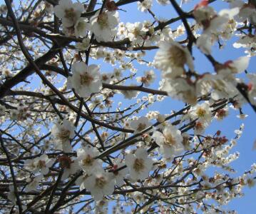 f:id:mashumaron:20120402122451j:image f:id:mashumaron:20120402122451j:image