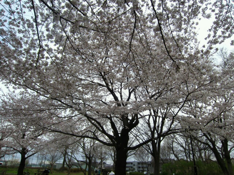 f:id:mashumaron:20120407191805j:image f:id:mashumaron:20120407191805j:image