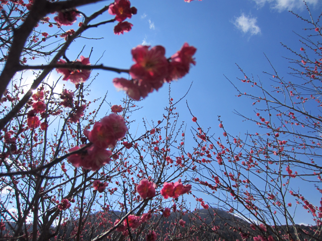 f:id:mashumaron:20130214225319j:plain f:id:mashumaron:20130214225319j:plain
