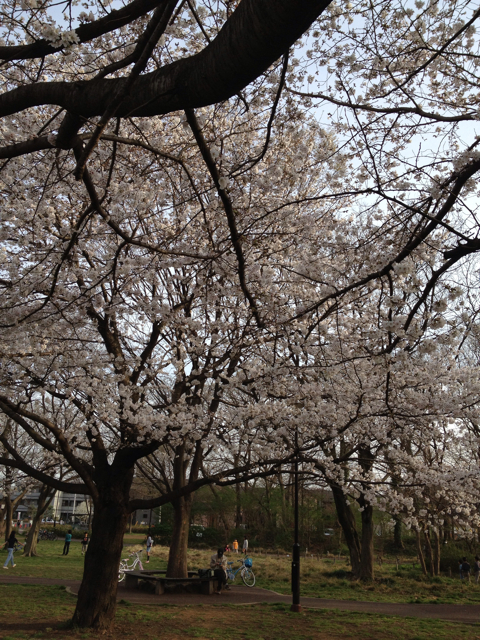 f:id:mashumaron:20130322163202j:plain f:id:mashumaron:20130322163202j:plain