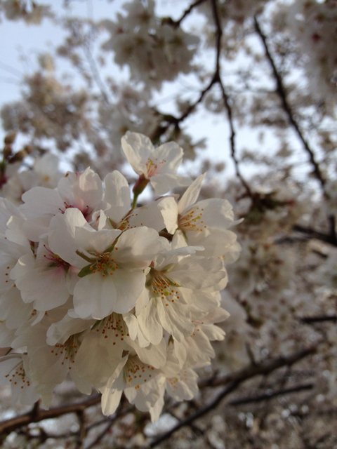 f:id:mashumaron:20130322165817j:plain f:id:mashumaron:20130322165817j:plain