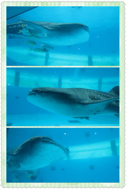 f:id:mashumaron:20130414155459j:plain f:id:mashumaron:20130414155459j:plain