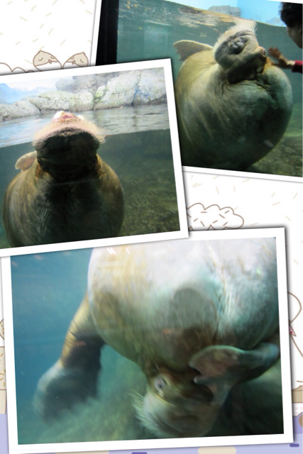 f:id:mashumaron:20130414161239j:plain f:id:mashumaron:20130414161239j:plain