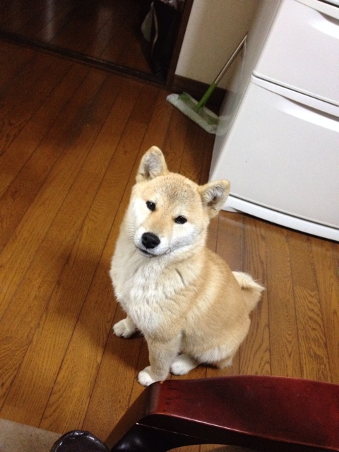 f:id:mashumaron:20131219180713j:plain f:id:mashumaron:20131219180713j:plain