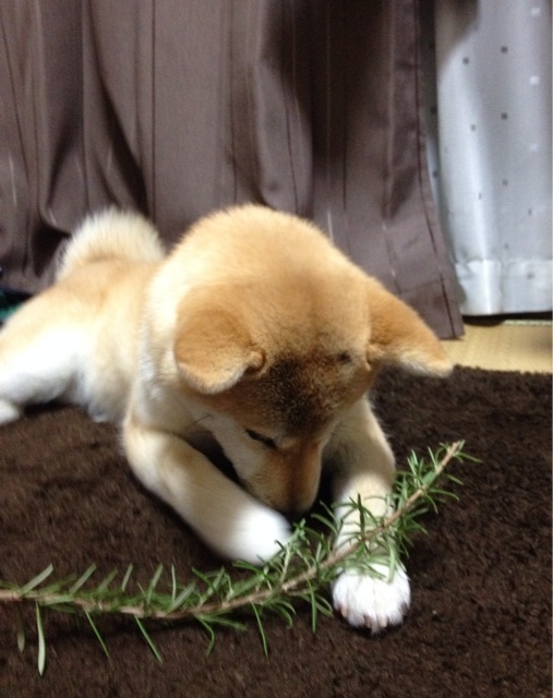 f:id:mashumaron:20140123191655j:plain f:id:mashumaron:20140123191655j:plain