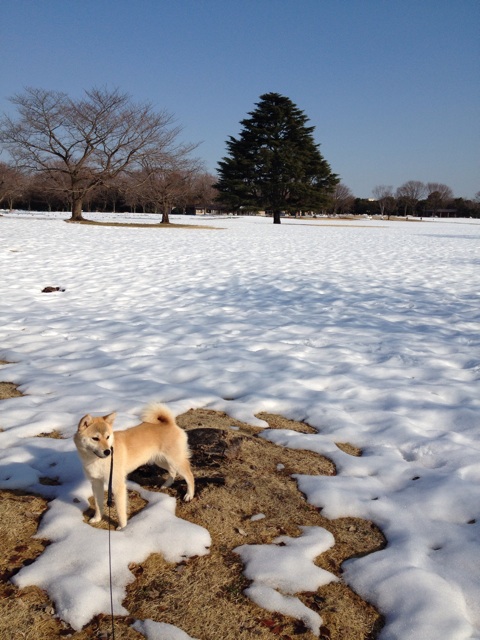 f:id:mashumaron:20140222175702j:plain f:id:mashumaron:20140222175702j:plain