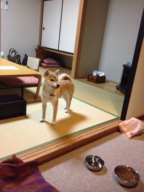 f:id:mashumaron:20140324150243j:plain f:id:mashumaron:20140324150243j:plain