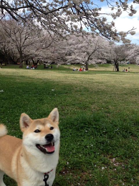 f:id:mashumaron:20140404144057j:plain f:id:mashumaron:20140404144057j:plain