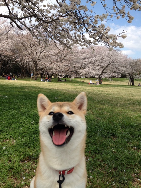 f:id:mashumaron:20140404144120j:plain f:id:mashumaron:20140404144120j:plain