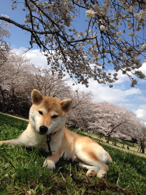 f:id:mashumaron:20140404144149j:plain f:id:mashumaron:20140404144149j:plain
