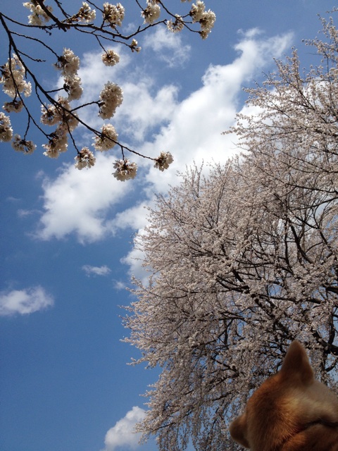 f:id:mashumaron:20140404164109j:plain f:id:mashumaron:20140404164109j:plain