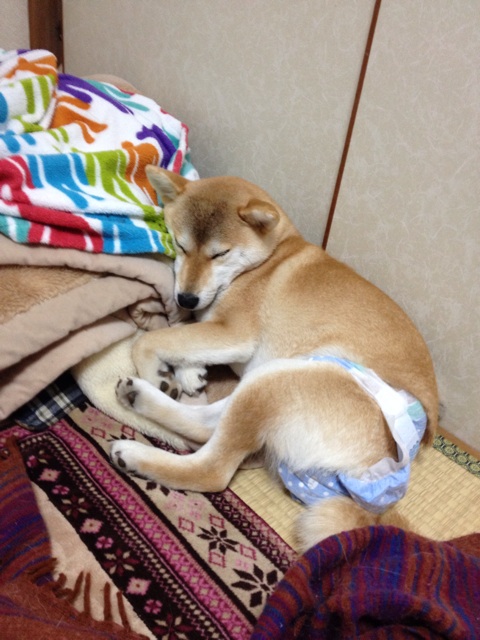 f:id:mashumaron:20140414130708j:plain f:id:mashumaron:20140414130708j:plain