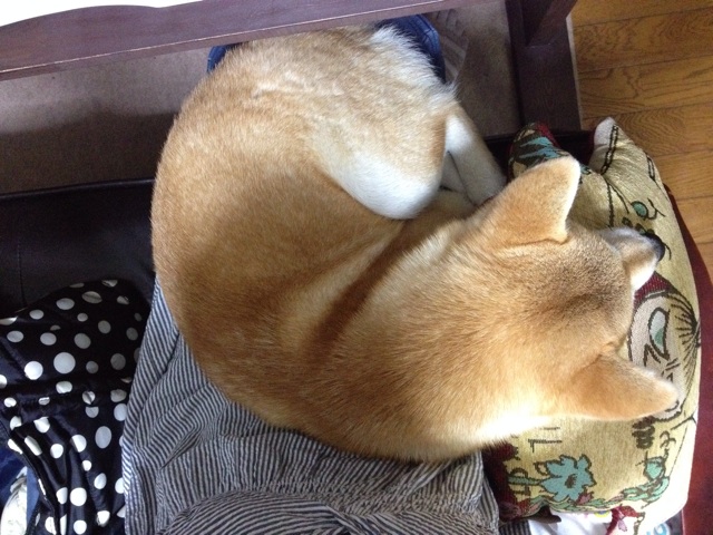 f:id:mashumaron:20140604201638j:plain f:id:mashumaron:20140604201638j:plain