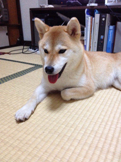 f:id:mashumaron:20140804120043j:plain f:id:mashumaron:20140804120043j:plain