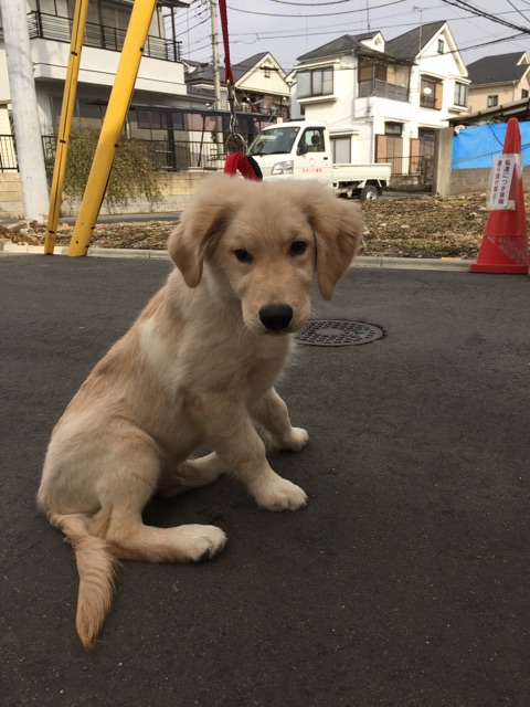 f:id:mashumaron:20150223181523j:plain f:id:mashumaron:20150223181523j:plain