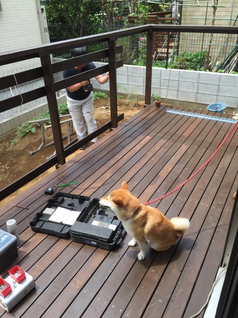 f:id:mashumaron:20150508124934j:plain f:id:mashumaron:20150508124934j:plain