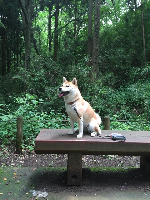 f:id:mashumaron:20150626180553j:image f:id:mashumaron:20150626180553j:image