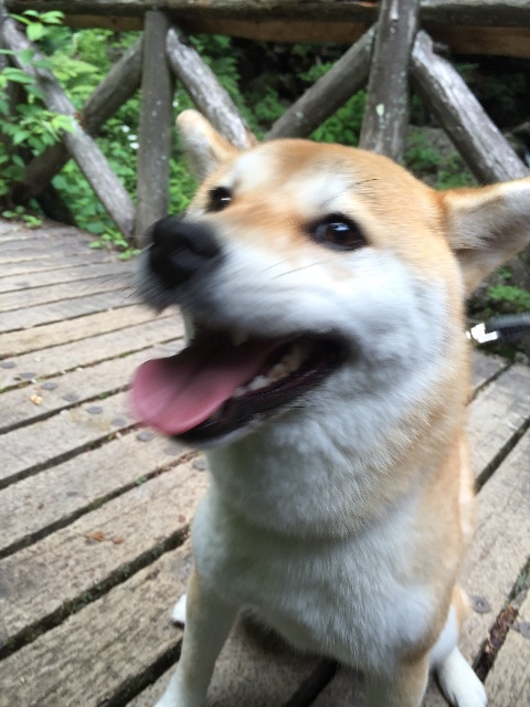 f:id:mashumaron:20150712223650j:image f:id:mashumaron:20150712223650j:image