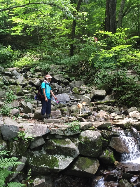 f:id:mashumaron:20150712224444j:image f:id:mashumaron:20150712224444j:image