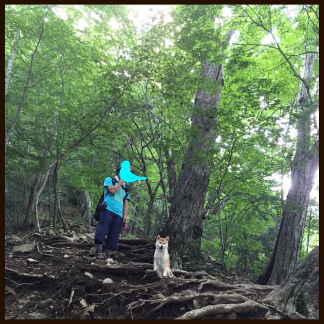 f:id:mashumaron:20150712224504j:image f:id:mashumaron:20150712224504j:image