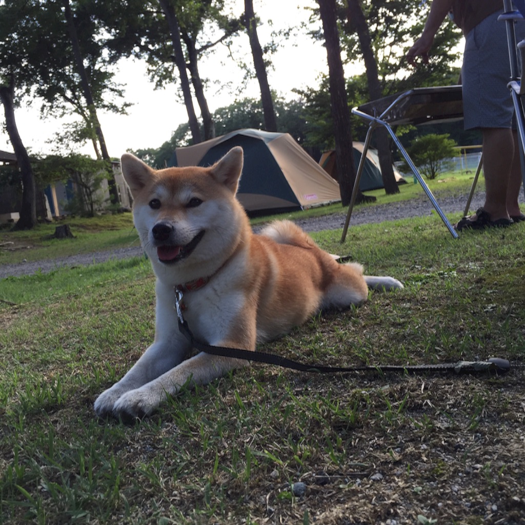 f:id:mashumaron:20150901160115j:image f:id:mashumaron:20150901160115j:image