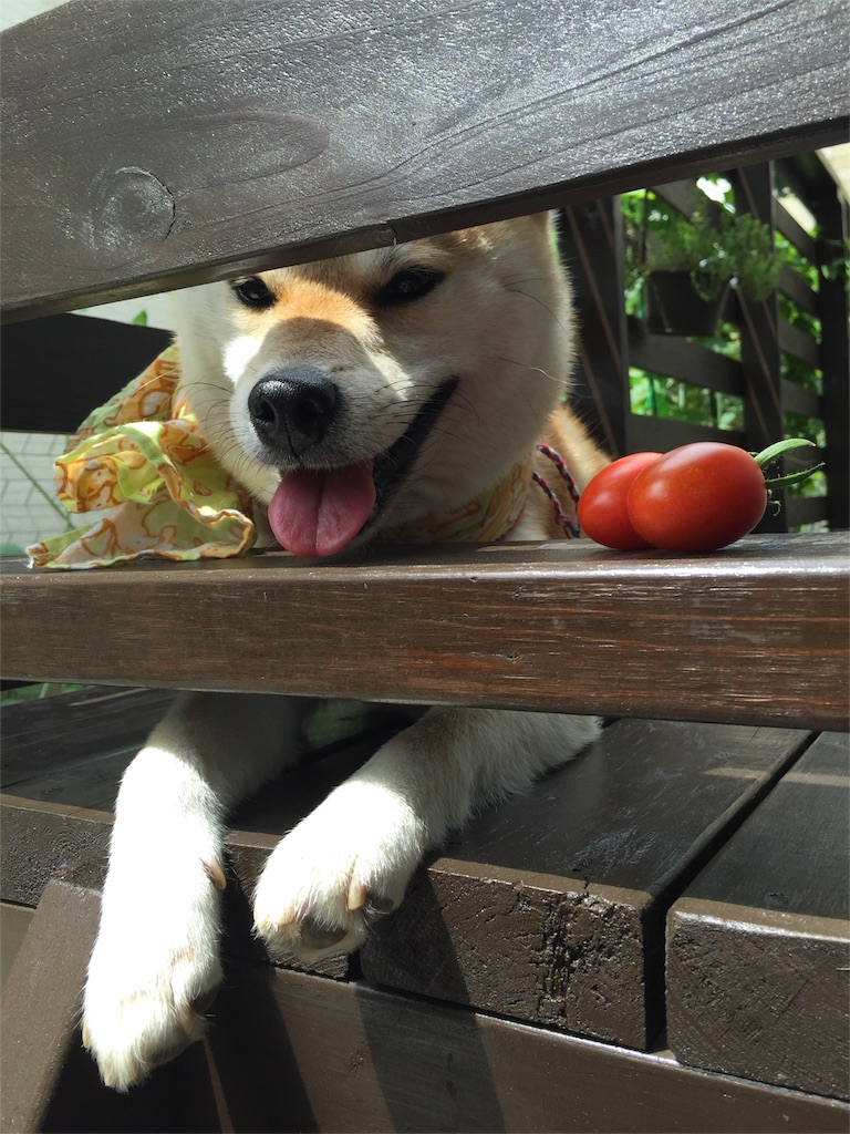 f:id:mashumaron:20160708115127j:image